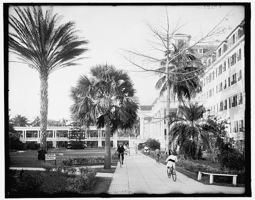 Palm beach florida royal - palm,