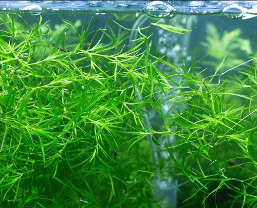 Guppy grass najas - guppy,