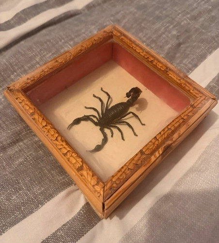 Scorpion taxidermy wooden - scorpion, in
