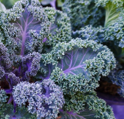 British purple green leaf - british,