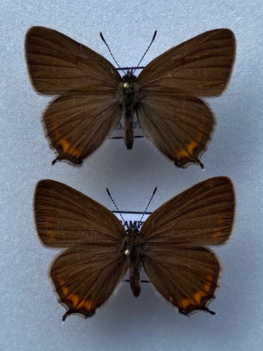 Black hairstreak butterfly - hairstreak,