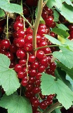 Summer Berries soft fruit