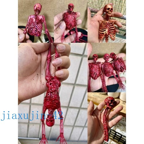 Scale human skeleton - 1/6,