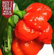 Trinidad Moruga Scorpion