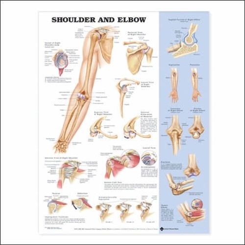 Shoulder and elbow - shoulder,