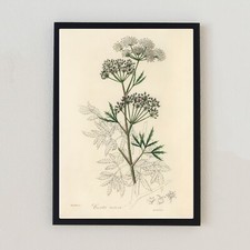 Vintage Flower Botanical