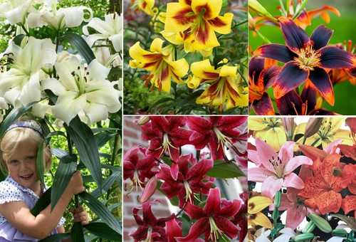 Tree lily lilies - 2/6,