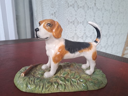 Beagle hound dog - hound, grass