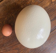 Blown Ostrich Egg UK seller