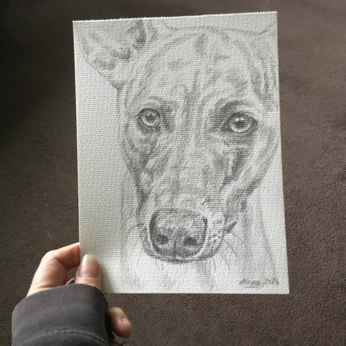 Whippet face pencil - face,