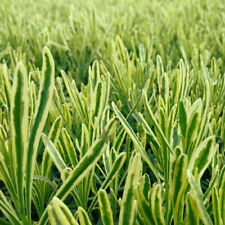 Lavender 'Platinum Blonde'. XL Plug Plant x 3. Variegated foliage English Lav...