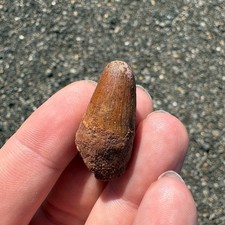 Sarcosuchus tooth fossil - tooth,