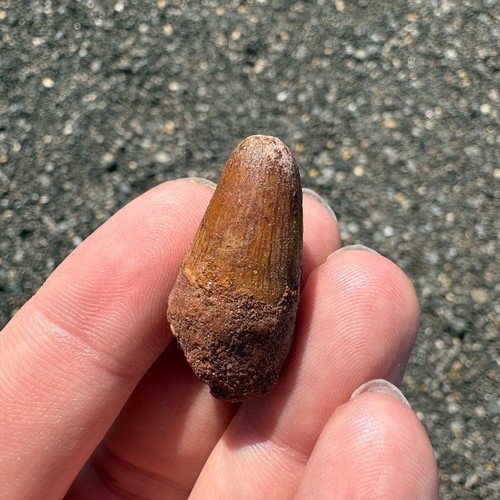 Sarcosuchus tooth fossil 34mm - tooth,