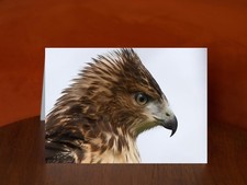 Red-tailed Hawk - A5 Greeting Card