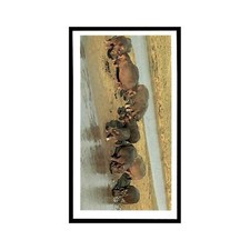 Hippopotamus 1990 Grandee