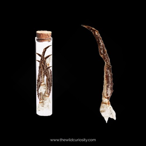 Crab legs glass curio jar - crab,