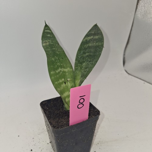 Sansevieria snake plant - sansevieria, |
