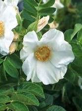 Rose rugosa  Alba White Japanese  Species Shrub  Rose Plant in 2 Litre Pot