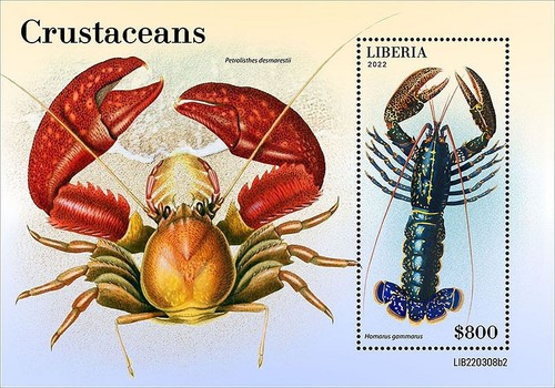 Crabs crustaceans sea - &, marine