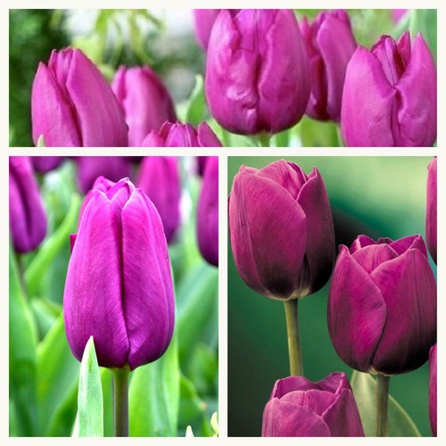 Single late tulip - tulip, purple