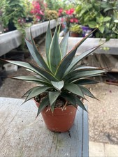Agave 'Shaka Koko' - 12cm Pot