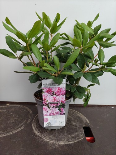 Rhododendron furnivall - rhododendron, furnivall's