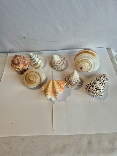 Excellent large vintage sea - vintage,