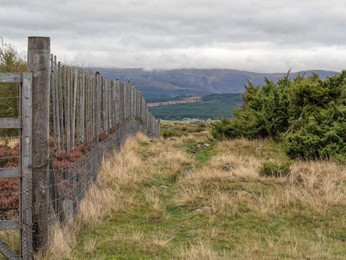 Photo 6x4 deer fence - photo, kingussie