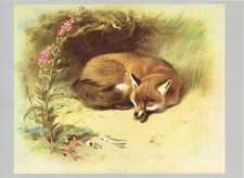 Fox Vintage Animal Old Print