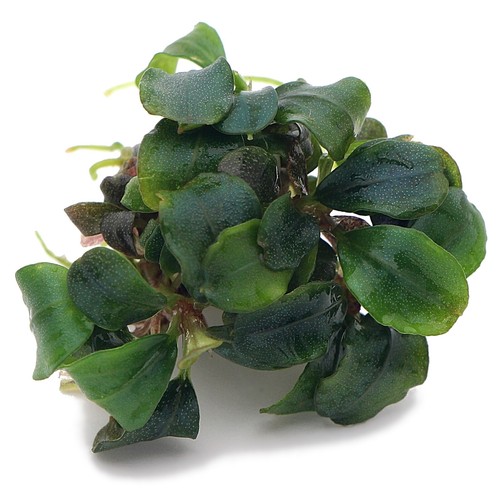 Bucephalandra species live - bucephalandra, 60