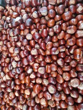 100 Conkers Childs Game, Spider Repellent  Arts & Crafts 2025 crop