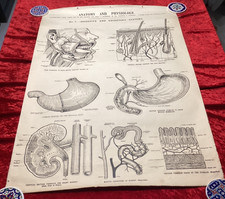 Vintage Medical Anatomical