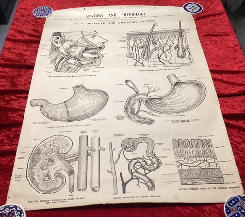 Vintage medical anatomical - vintage,