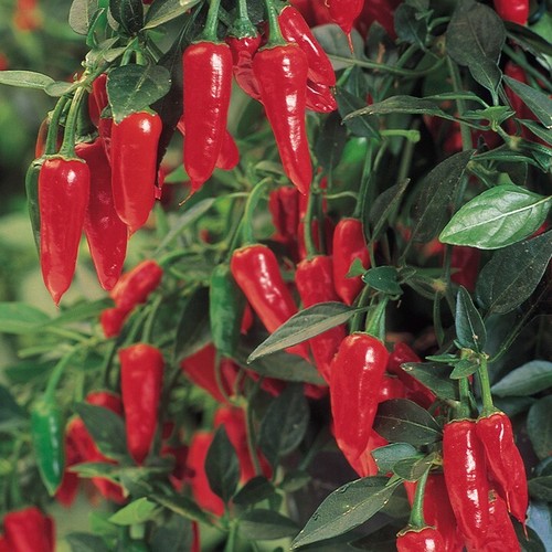 Perennial hot chilli - chilli, pepper