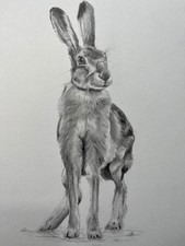 GRAPHITE PENCIL DRAWING: ORIGINAL SIGNED ANIMAL/ WILDLIFE DRAWING: HARE