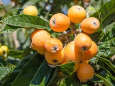 Eriobotrya japonica loquat - eriobotrya, japonica,