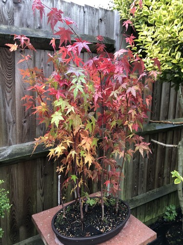 Acer japanese maple forest - maple, in