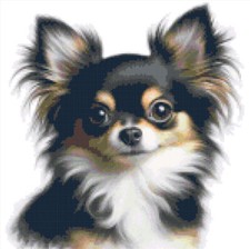 NEW Chihuahua! Beautiful Dog