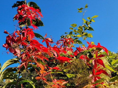 Photo 6x4 parthenocissus - photo,