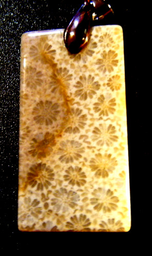 Chrysanthemum coral fossil - chrysanthemum,