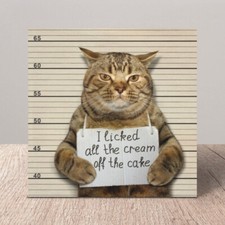 Moggie Mugshot Returns Funny
