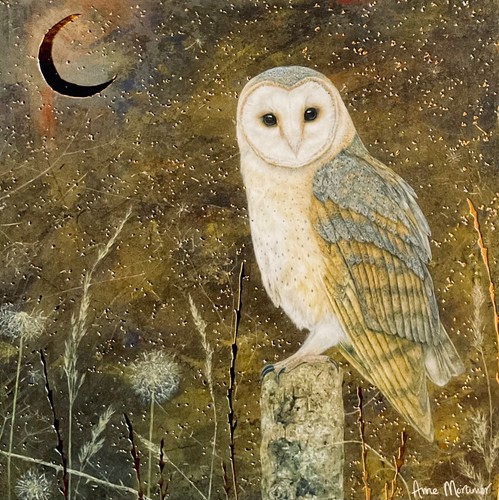 Barn owl blank - blank, ~