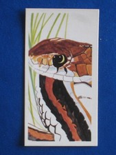 Brooke Bond Tea Card, Vanishing Wildlife, no27 San Francisco Garter Snake.