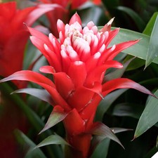Guzmania hope bromeliad - bromeliad, house