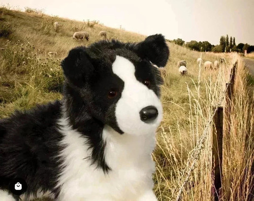 Dougles chase border - chase, collie
