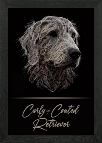 Curly coated retriever - coated,
