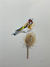 WATERCOLOUR PAINTING: ORIGINAL SIGNED BIRD/WILDLIFE PAINTING:  GOLDFINCH