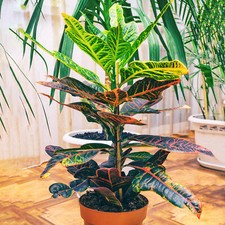 1 x Codiaeum variegatum