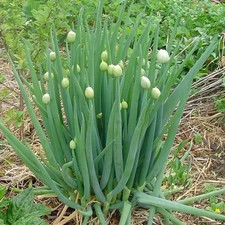 HERB  WELSH ONION (ALLIUM