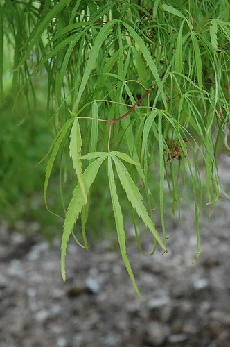 Acer palmatum koto - no, ito